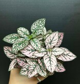 Magazoo Plante Hypoestes Phyllostachya 'Rose' 10cm