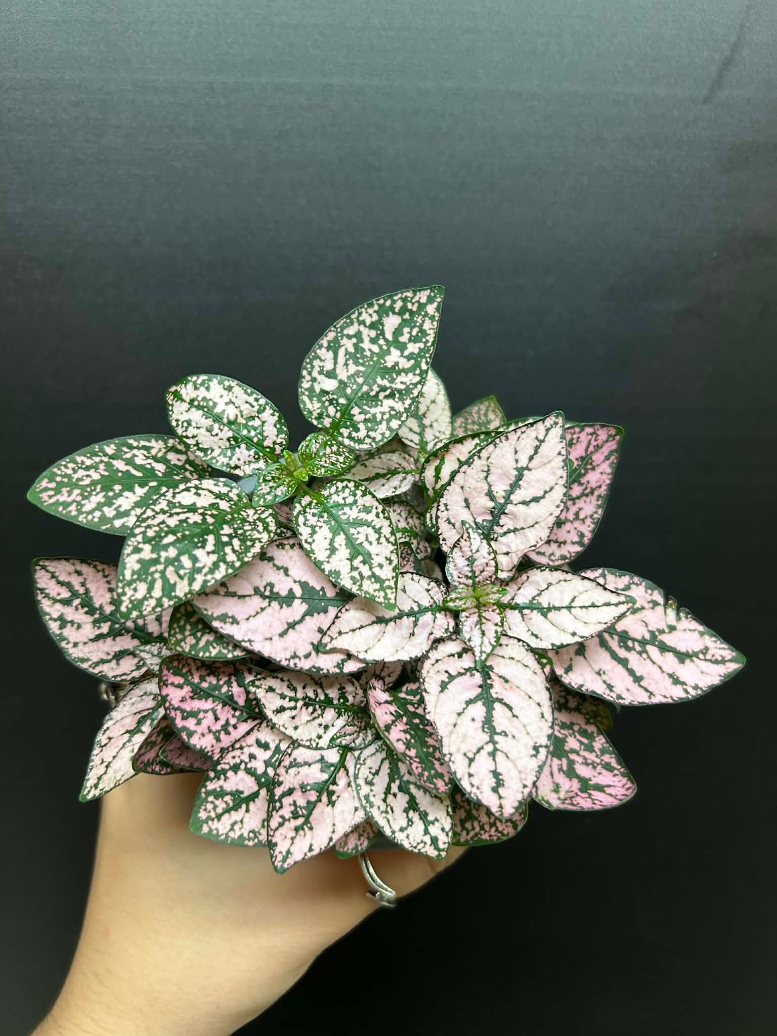Magazoo Plante Hypoestes Phyllostachya 'Rose' 10cm