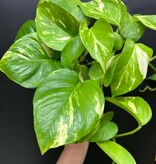 Magazoo Plante Epipremnum aureum 'Golden' (Pothos)