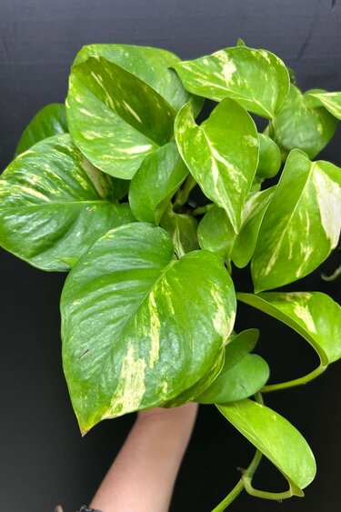 Magazoo Epipremnum aureum 'Golden' Plant (Pothos)