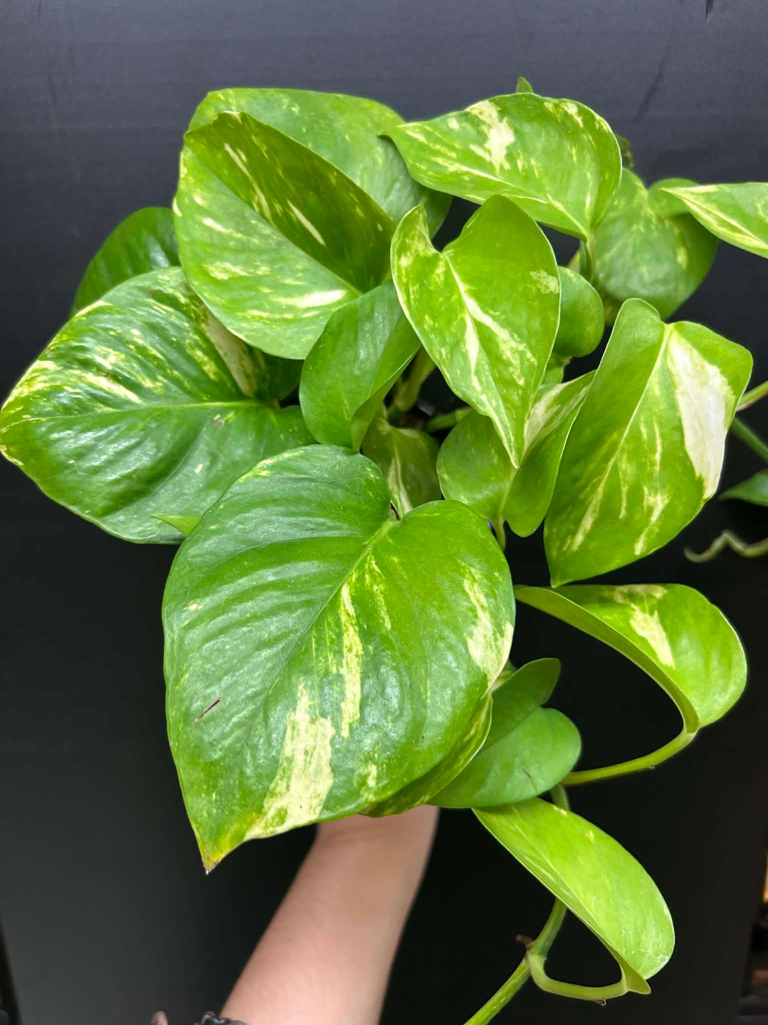 Magazoo Plante Epipremnum aureum 'Golden' (Pothos)