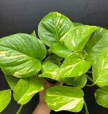 Magazoo Plante Epipremnum aureum 'Golden' (Pothos)