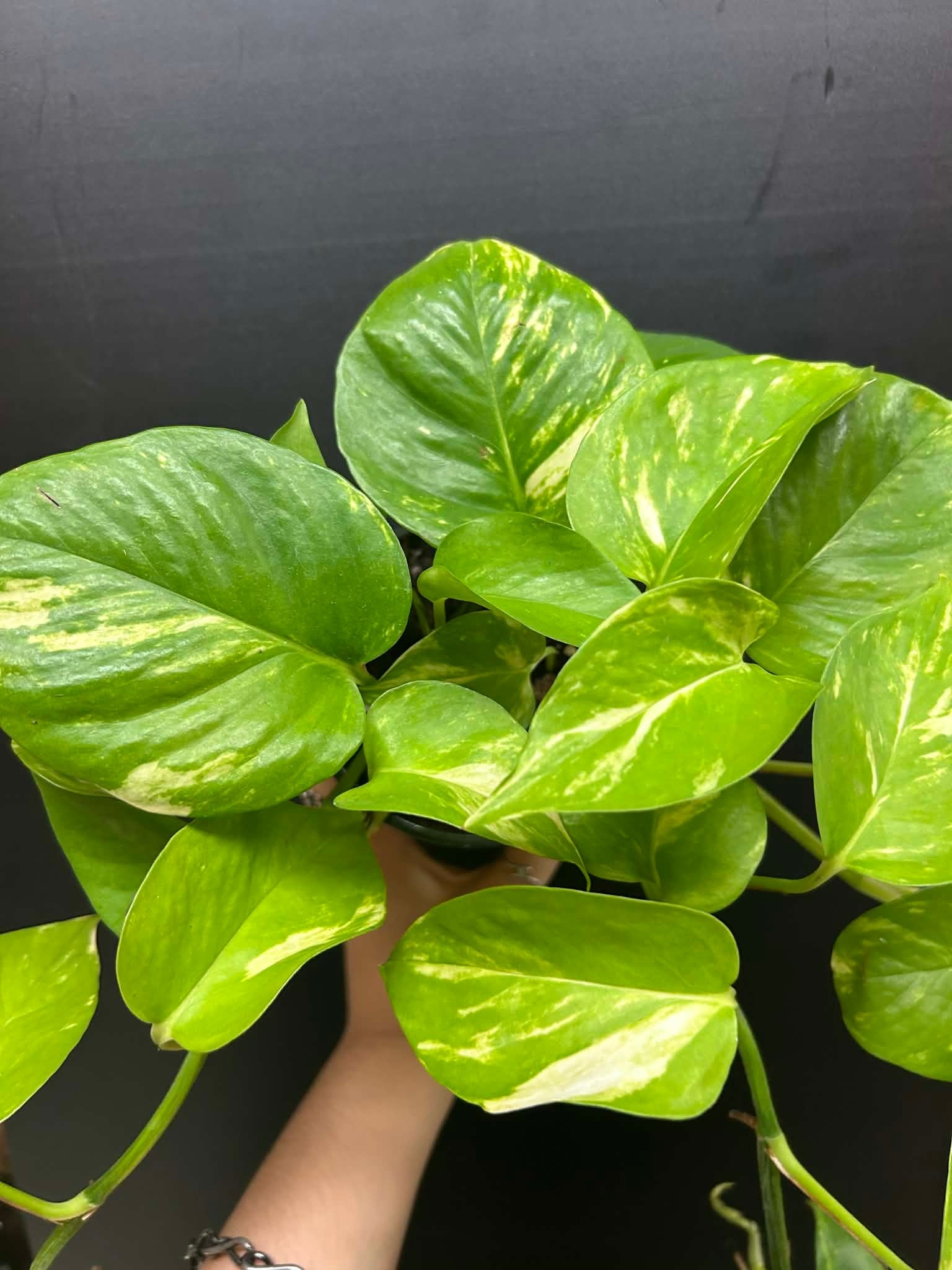 Magazoo Epipremnum aureum 'Golden' Plant (Pothos)