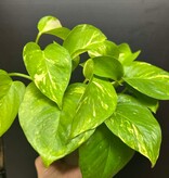 Magazoo Epipremnum aureum 'Golden' Plant (Pothos)