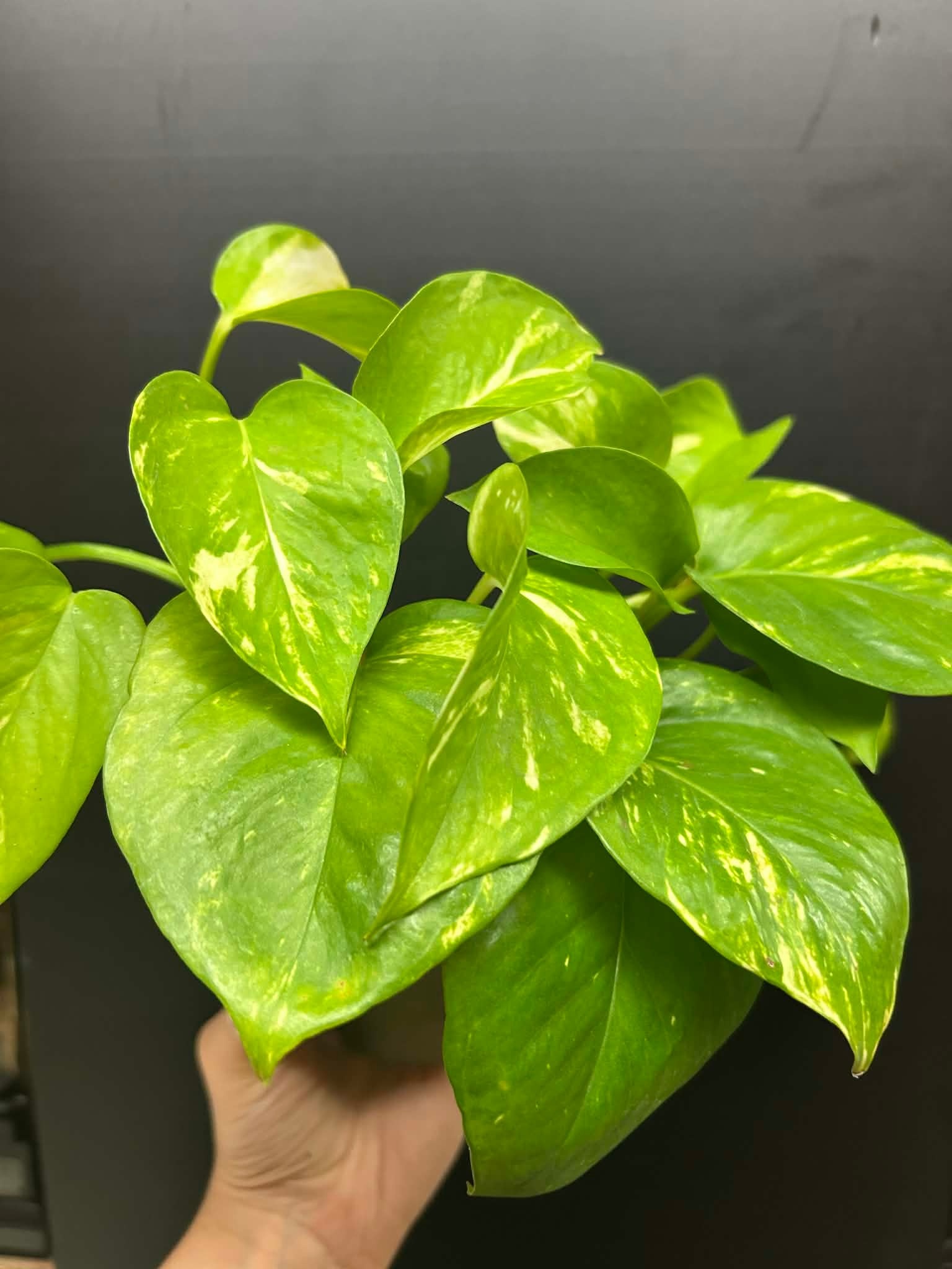 Magazoo Epipremnum aureum 'Golden' Plant (Pothos)