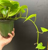 Magazoo Epipremnum aureum 'Golden' Plant (Pothos)