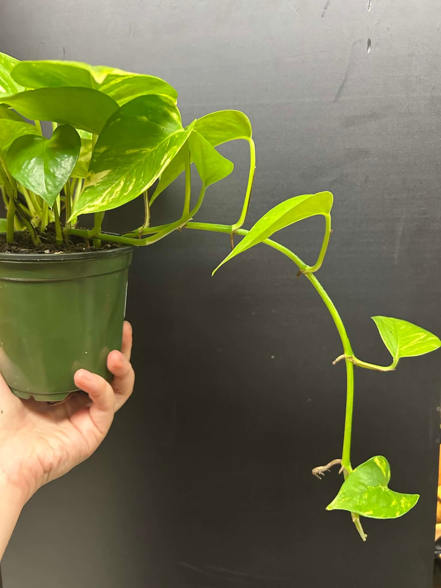 Magazoo Plante Epipremnum aureum 'Golden' (Pothos)