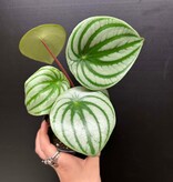 Magazoo Plante Peperomia argyreia