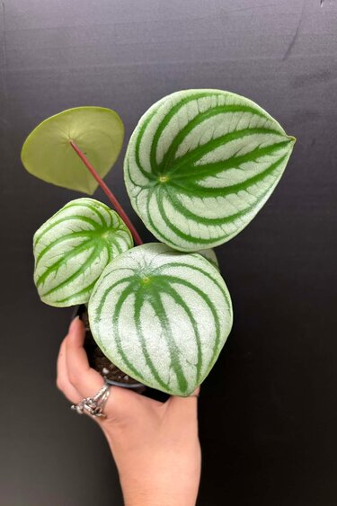 Magazoo Plante Peperomia argyreia