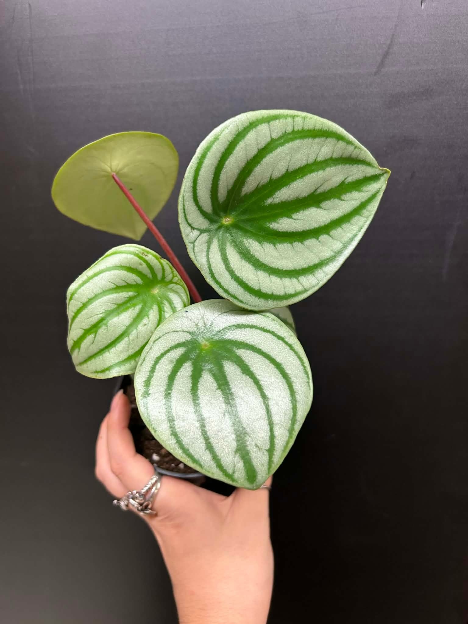 Magazoo Peperomia argyreia Plant