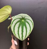 Magazoo Plante Peperomia argyreia