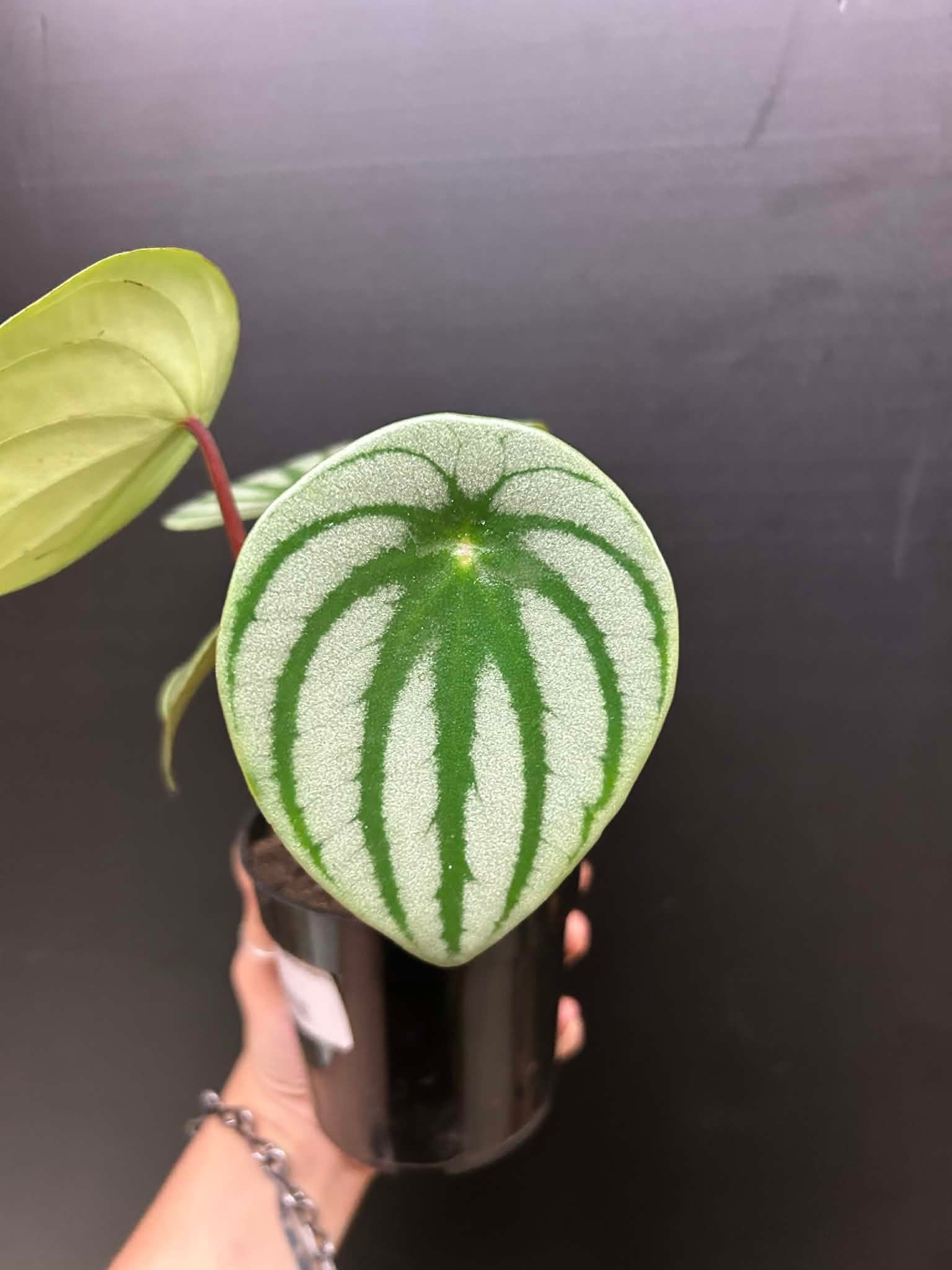 Magazoo Peperomia argyreia Plant
