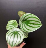 Magazoo Peperomia argyreia Plant