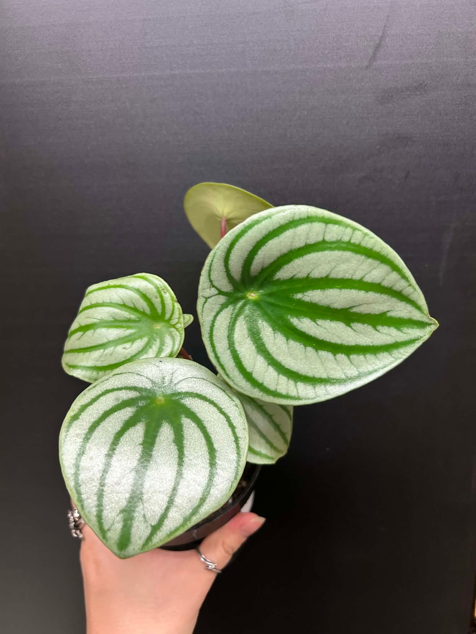 Magazoo Peperomia argyreia Plant