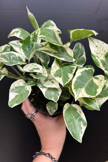 Magazoo Epipremnum aureum 'Pearls and Jade' | Pothos 'Pearls and Jade' 10cm