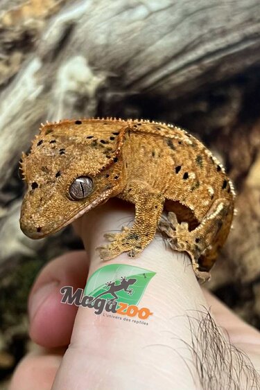Magazoo Gecko à crête Partial pinstripe dalmatien juvénile femelle