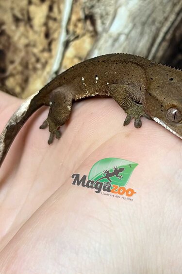 Magazoo Gecko à crête Dalmatien Mâle Juvénile