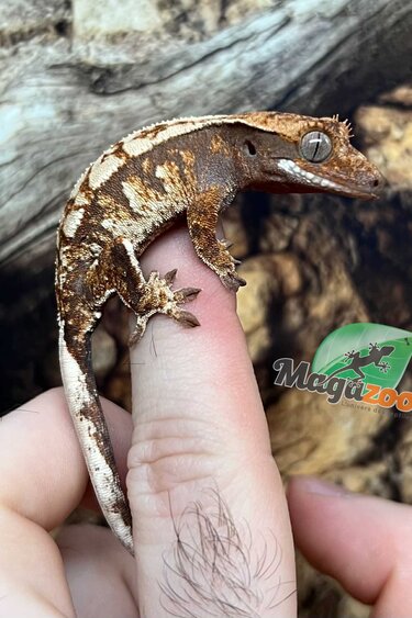 Magazoo Red Harlequin Juvenile Male Crested Gecko