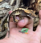 Magazoo Juvenile female Harlequin crested gecko #5