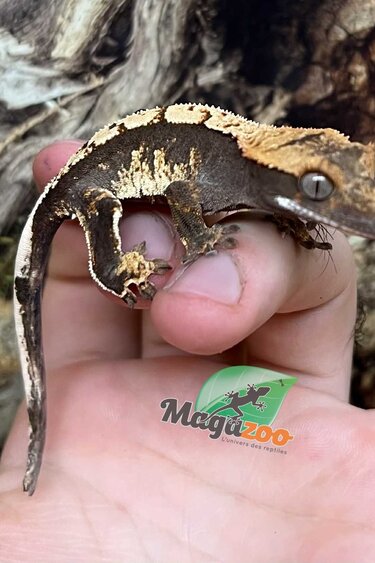 Magazoo Juvenile female Harlequin crested gecko #5