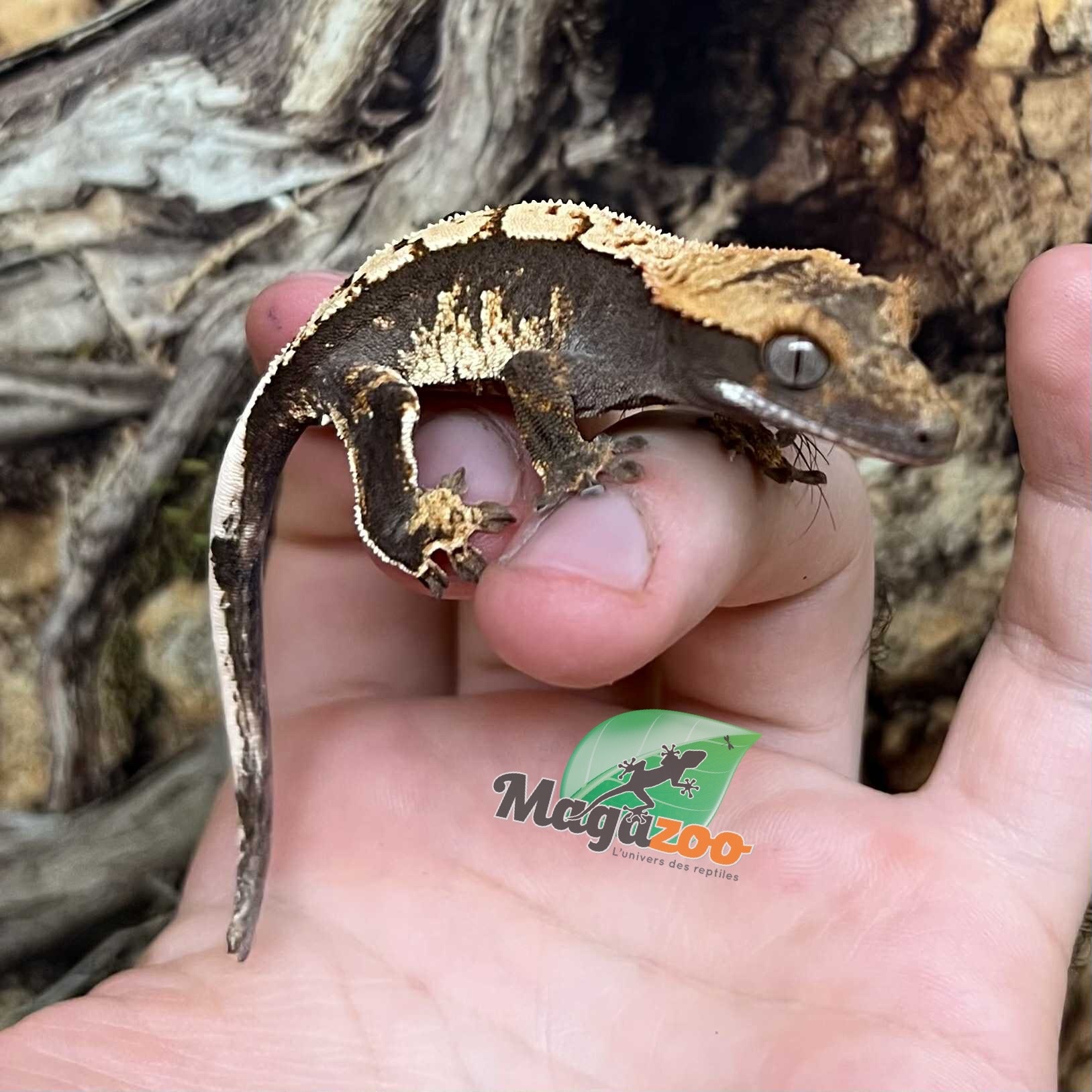 Magazoo Gecko à crête Harlequin femelle juvénile #5