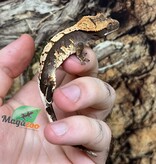Magazoo Juvenile female Harlequin crested gecko #5