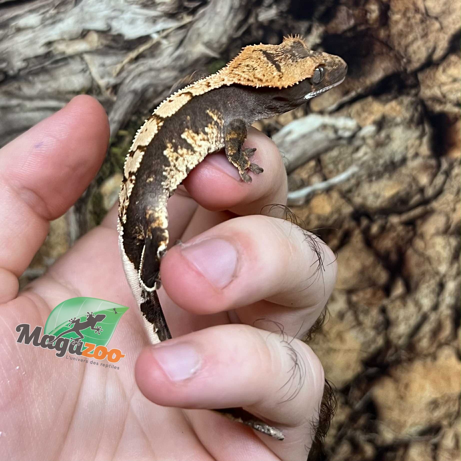 Magazoo Juvenile female Harlequin crested gecko #5