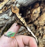 Magazoo Juvenile female Harlequin crested gecko #5