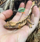Magazoo Juvenile female Harlequin Crested Gecko #6