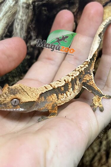 Magazoo Gecko à crête Harlequin femelle juvénile #6