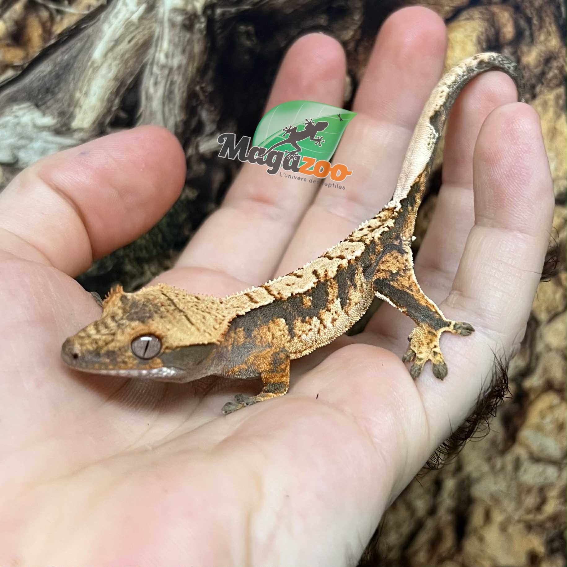 Magazoo Juvenile female Harlequin Crested Gecko #6