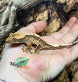 Magazoo Gecko à crête Harlequin femelle juvénile #6