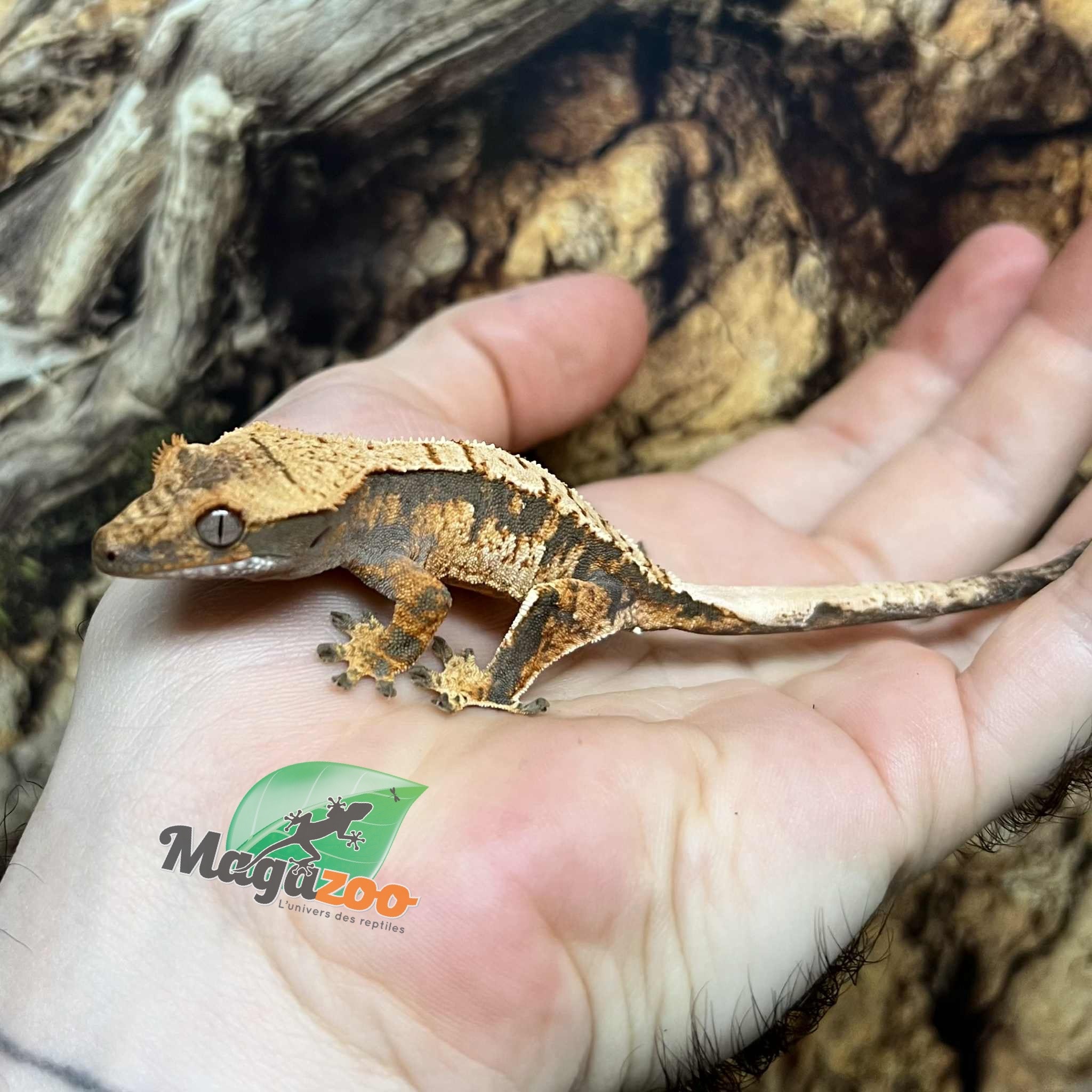 Magazoo Juvenile female Harlequin Crested Gecko #6