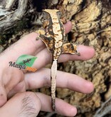 Magazoo Gecko à crête Harlequin femelle juvénile #6