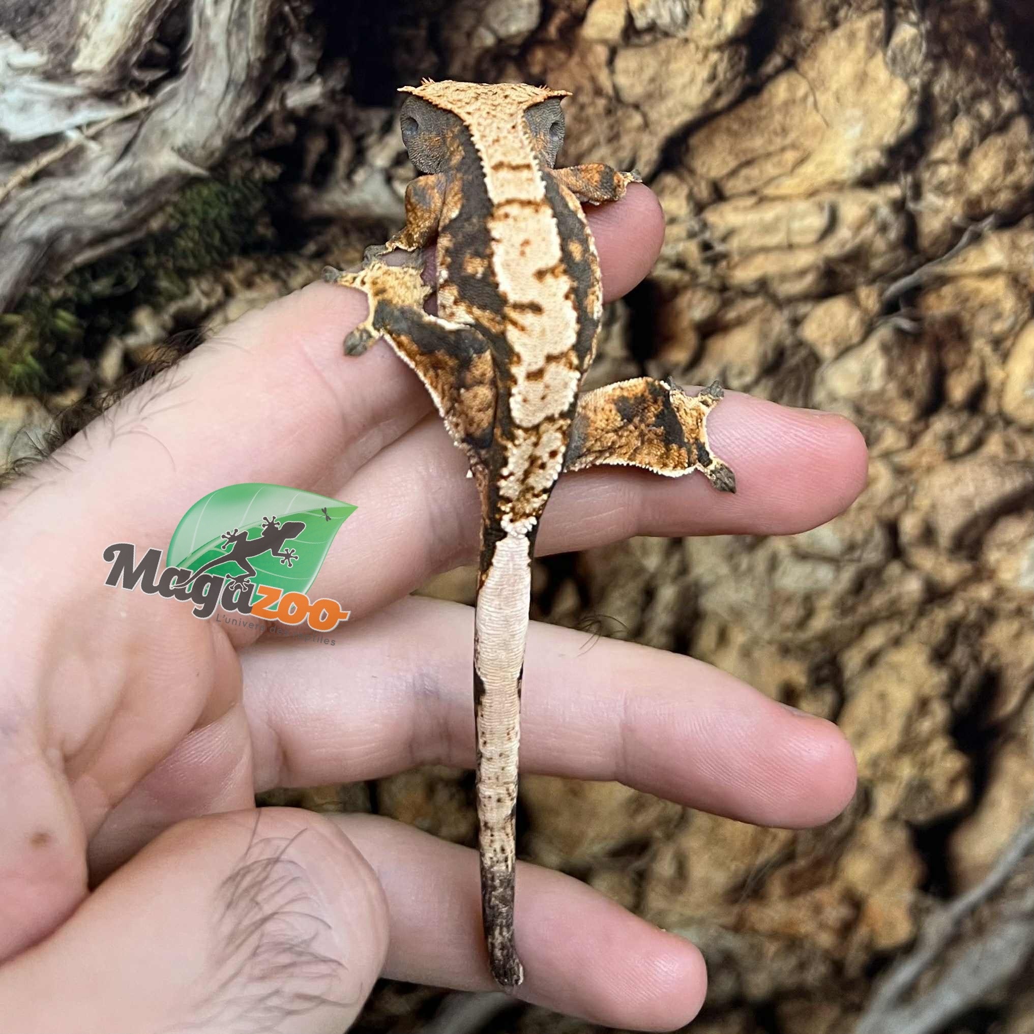 Magazoo Juvenile female Harlequin Crested Gecko #6