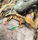 Magazoo Harlequin tricolor juvenile male Crested Gecko