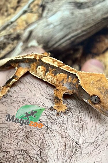 Magazoo Harlequin tricolor juvenile male Crested Gecko