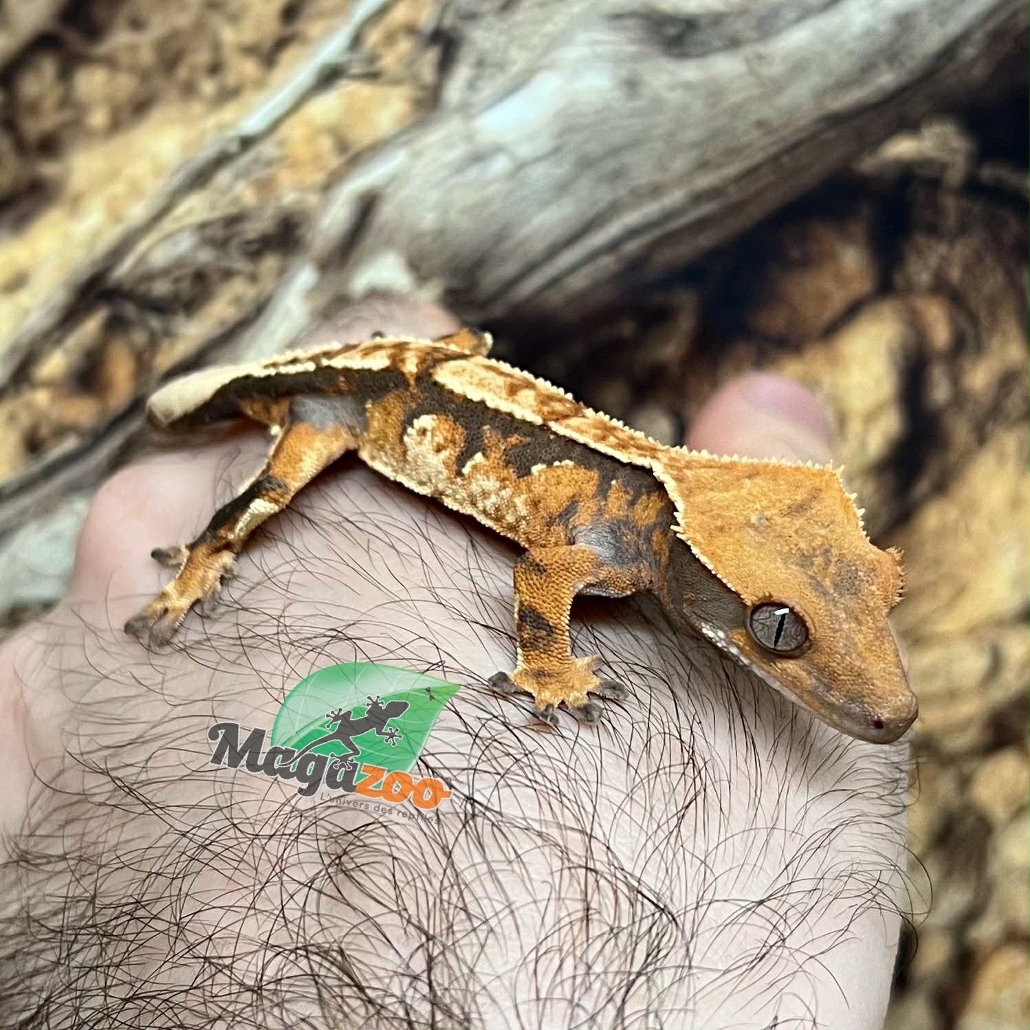 Magazoo Gecko à crête Harlequin tricolor Mâle juvénile