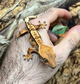 Magazoo Gecko à crête Harlequin tricolor Mâle juvénile