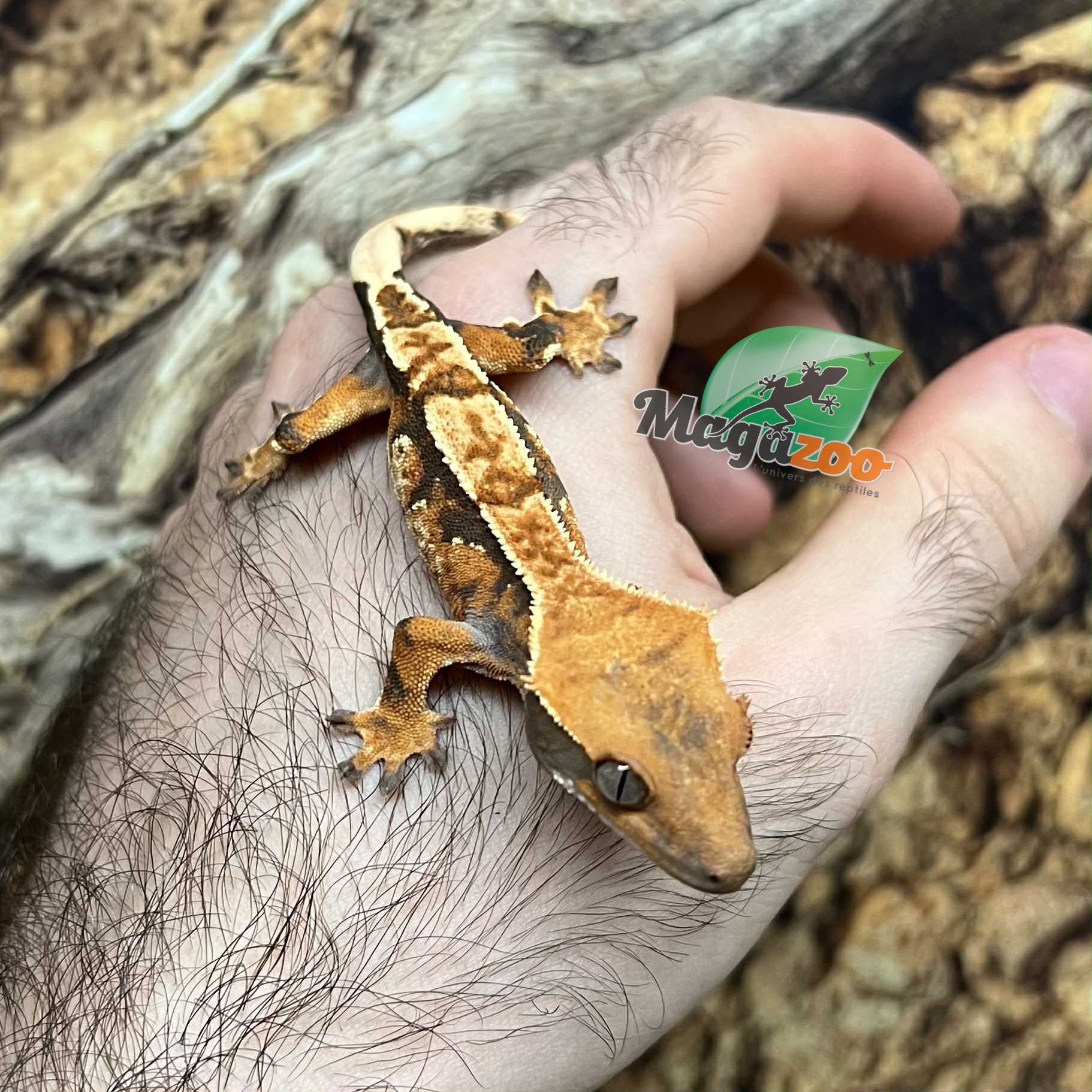 Magazoo Gecko à crête Harlequin tricolor Mâle juvénile