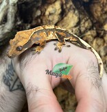 Magazoo Harlequin tricolor juvenile male Crested Gecko