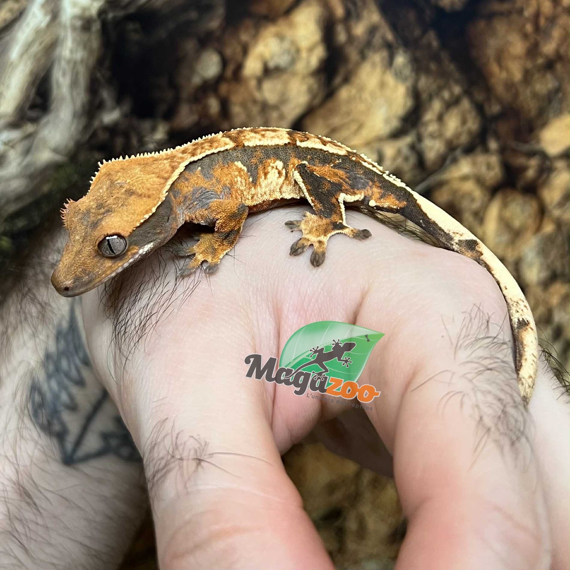 Magazoo Harlequin tricolor juvenile male Crested Gecko