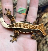 Magazoo Juvenile female Pinstripe Harlequin Dalmatian Crested Gecko