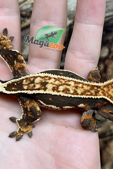 Magazoo Gecko à crête Pinstripe Harlequin Dalamatien femelle Juvénile