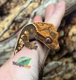 Magazoo Juvenile female Pinstripe Harlequin Dalmatian Crested Gecko