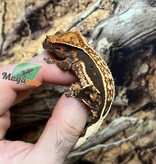 Magazoo Gecko à crête Pinstripe Harlequin Dalamatien femelle Juvénile