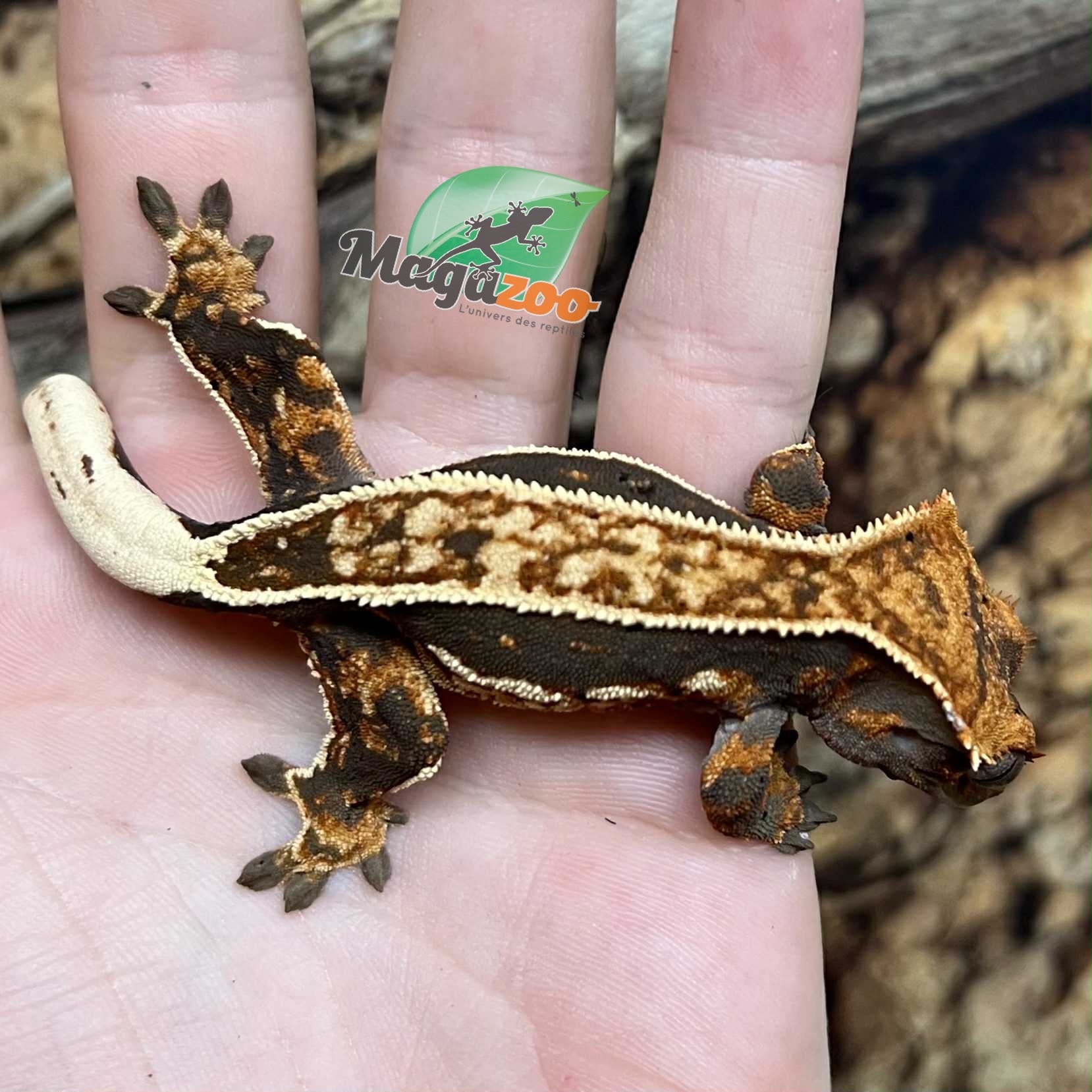 Magazoo Gecko à crête Pinstripe Harlequin Dalamatien femelle Juvénile