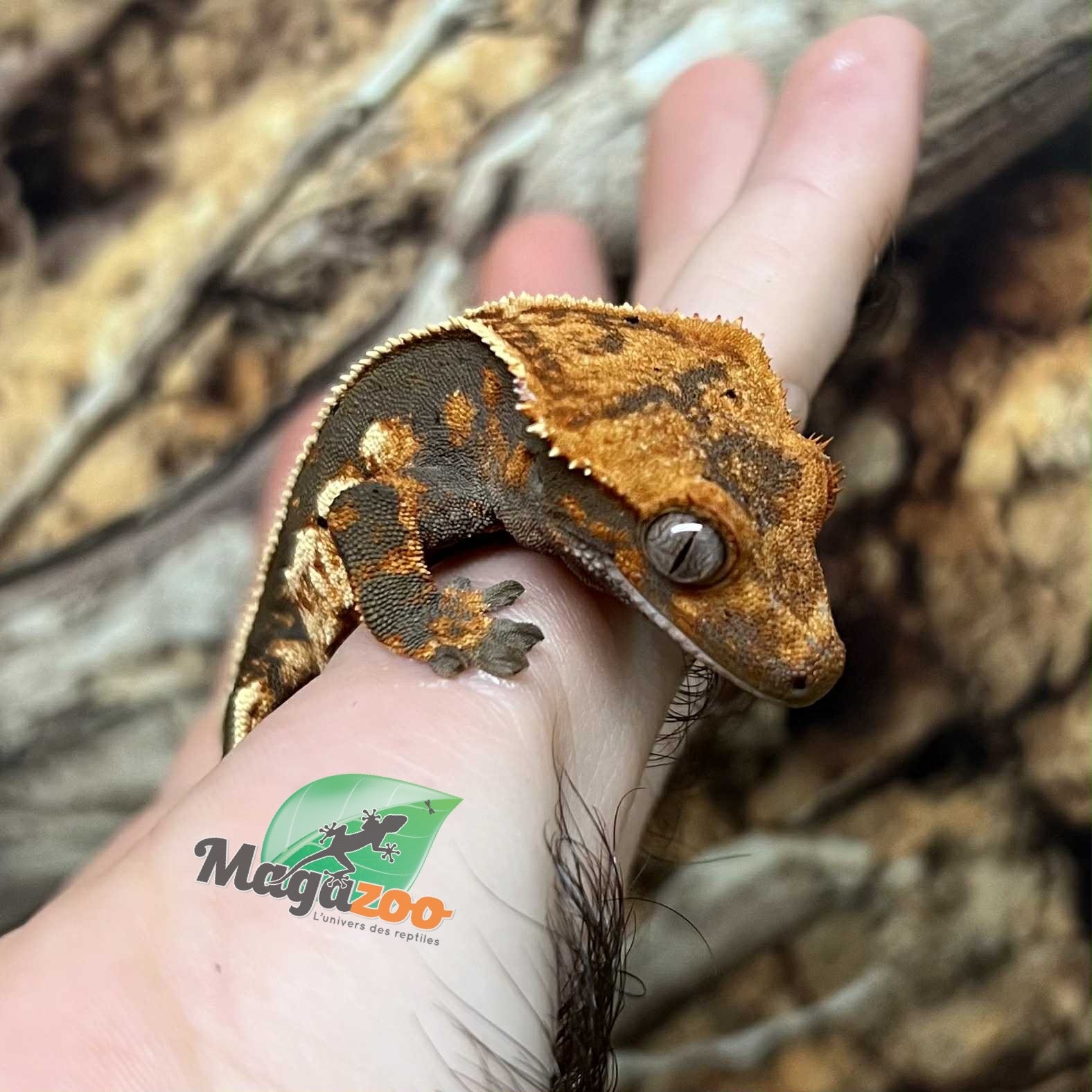 Magazoo Juvenile female Pinstripe Harlequin Dalmatian Crested Gecko