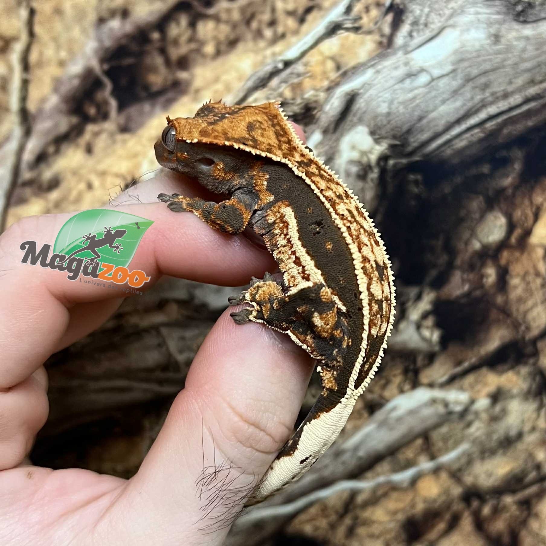 Magazoo Juvenile female Pinstripe Harlequin Dalmatian Crested Gecko