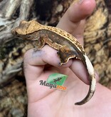 Magazoo Gecko à crête Pinstripe Harlequin femelle juvénile #6